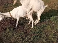 بکرا, Saanen goat — تصویر 4