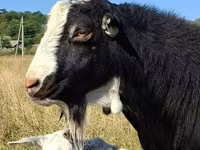 Billy Goat, LaMancha goats — photo 1