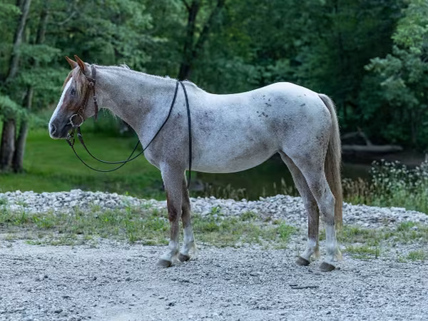 گھوڑی, Quarter Horse