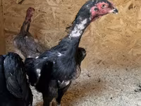 Chickens — تصویر 6