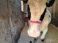سانڈ, Russian Black pied cattle — تصویر 1