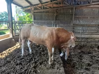 سانڈ, Blonde d’Aquitane cattle — تصویر 5