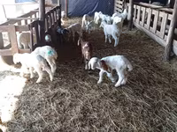 بھیڑ, Awassi sheep — تصویر 3