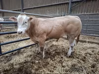 سانڈ, Blonde d’Aquitane cattle — تصویر 3