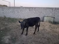 سانڈ, الاطاؤس نسل — تصویر 7