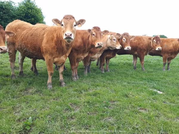 Mucca limousine