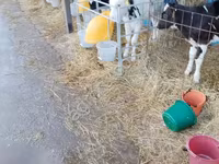 سانڈ, Swiss cattle — تصویر 6