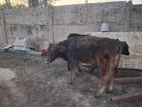 سانڈ, الاطاؤس نسل — تصویر 4