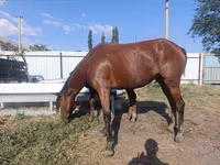 گھوڑی, Thoroughbred horse — تصویر 6