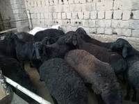 مینڈھا, Rhon sheep — تصویر 5