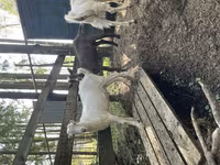 بکرا, LaMancha goats — تصویر 2