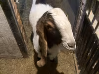 بکرا, Kamori goats — تصویر 2