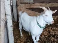 Billy Goat, Saanen goat — photo 3