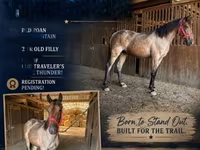گھوڑی, Rocky Mountain Horse — تصویر 1