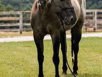 گھوڑا, Quarter Horse — تصویر 8