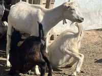 بکری, LaMancha goats — تصویر 2