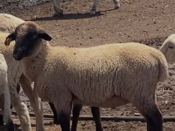 مینڈھا, Hampshire sheep