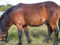 گھوڑا, American shetland pony — تصویر 1