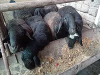 مینڈھا, Rhon sheep — تصویر 6