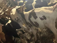 سانڈ, Simmental cattle — تصویر 4