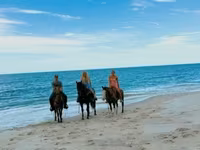 گھوڑی, Quarter Horse — تصویر 3