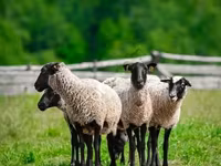 مینڈھا, Romanov sheep — تصویر 2
