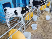 سانڈ, Swiss cattle — تصویر 3