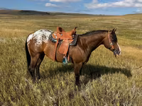 گھوڑا, Horses of Sable Island — تصویر 2