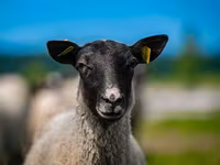 مینڈھا, Romanov sheep — تصویر 1