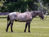 گھوڑا, Quarter Horse — تصویر 2