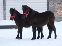 گھوڑا, American shetland pony — تصویر 7