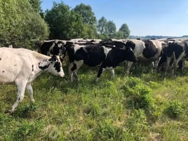 گائے, Russian Black pied cattle