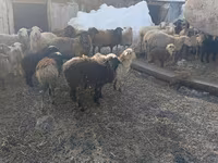 بھیڑ, Romanov sheep — تصویر 2