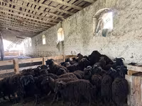 بھیڑ, Katum sheep — تصویر 4