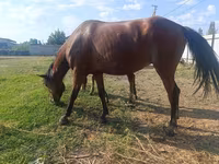 گھوڑی, Thoroughbred horse — تصویر 7