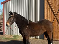 گھوڑا, Mustang — تصویر 2