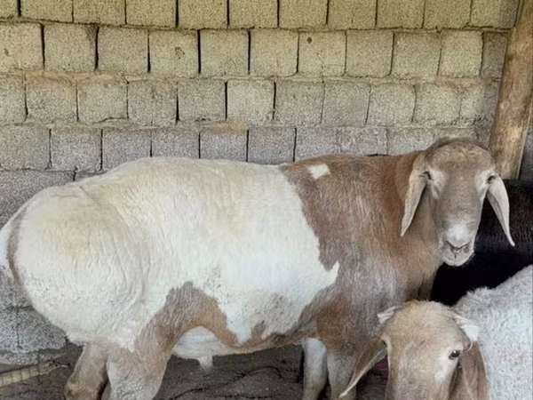 مینڈھا, Rhon sheep