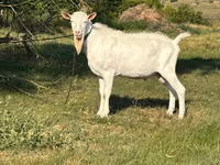 بکرا, Saanen goat — تصویر 3