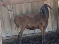 مینڈھا, Hissar sheep — تصویر 5
