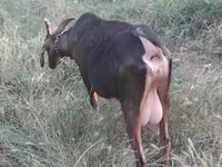 بکری, Nubian Goat — تصویر 3