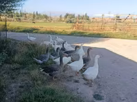 Geese — تصویر 1