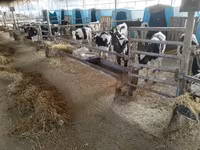 سانڈ, Swiss cattle — تصویر 6