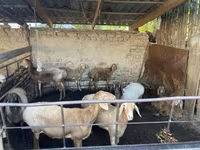 بھیڑ, Rhon sheep — تصویر 2