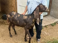 بکری, Kamori goats — تصویر 1