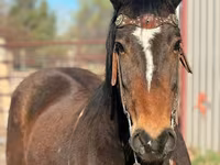 گھوڑا, Mustang — تصویر 3