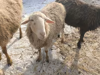 بھیڑ, Romanov sheep — تصویر 4