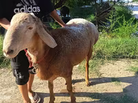 مینڈھا, Agin sheep — تصویر 3