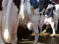 گائے, Swiss cattle — تصویر 1