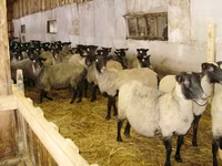 بھیڑ, Romanov sheep — تصویر 3