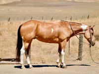 گھوڑی, Quarter Horse — تصویر 2